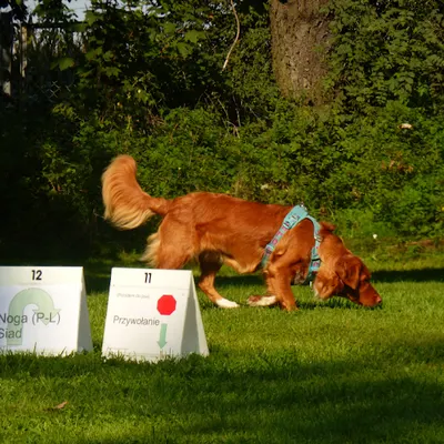 DOGFIELD - szkolenie psów i konsultacje behawioralne